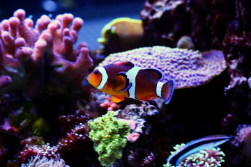 Fototapeta na wymiar Clownfish in coral reef aquarium tank