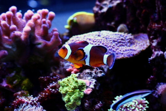 Clownfish in coral reef aquarium tank