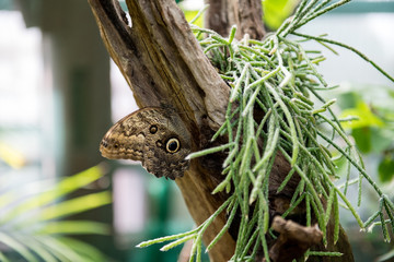 Beautiful butterfly on the tree