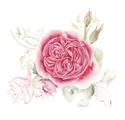 The English rose. The flower is watercolor.
