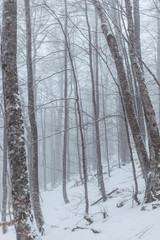 misty forest on snowy winter day