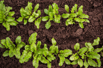 The seedling beet growing in a transparent container on the window in the earthen soil in a Sunny day for planting in an urban garden. Growing plants in the home garden. Eco-friendly products.
