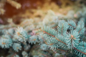 green pine branches, beautiful background