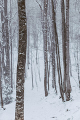 misty forest on snowy winter day