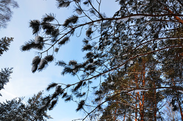 frosty winter landscape in snowy forest