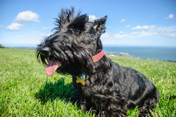 Female scottish terrier dog sitting on grass