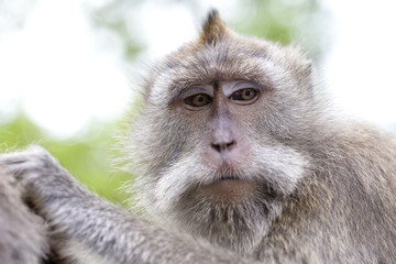 Portrait monkey at sacred monkey forest in Ubud, island Bali, Indonesia