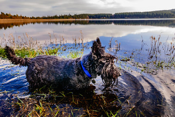 Black Scottish Terrier dog paddling in the water of a lake © Stephen