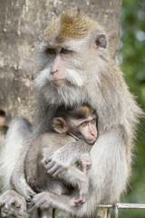 Portrait of baby monkey and mother at sacred monkey forest in Ubud, island Bali, Indonesia