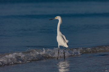 Snowy Egret, Egretta thula, in front of a wave