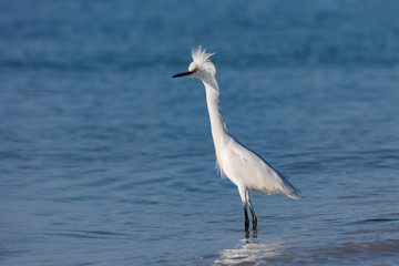 Snowy Egret, Egretta thula, standing in water and very angry