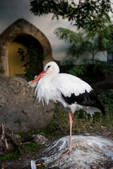 White stork ( Ciconiidae, Ciconia ciconia) standing on one leg