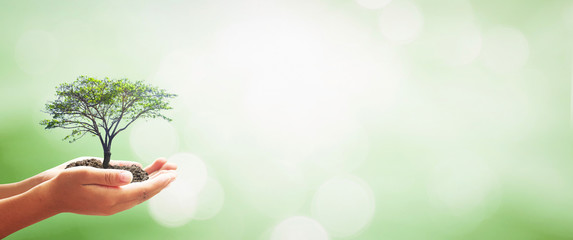 International day of forest concept: Human hands holding big tree over green forest background