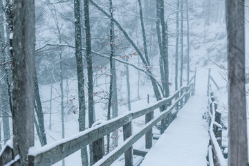 misty forest on snowy winter day