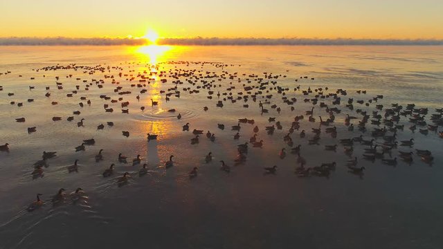 Hundreds of Canadian Geese swim in the icy waters of Lake Michigan as the sunrise rises above the fog, moving aerial view.