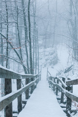misty forest on snowy winter day