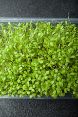 Small sprouted salad seeds in a plastic container.