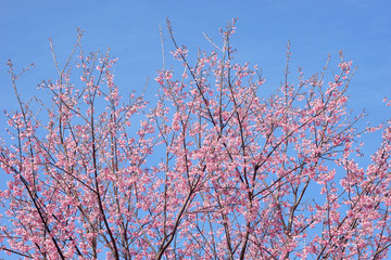 wild himalayan cherry or Thai sakura flower