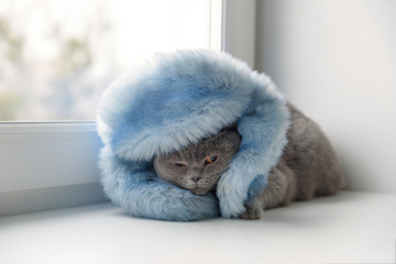 cat of Scottish British breed wrapped in a warm scarf looking out the window at the snow