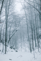 misty forest on snowy winter day