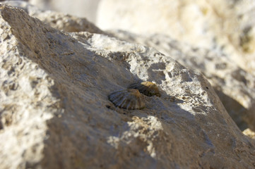 Shells on a rock