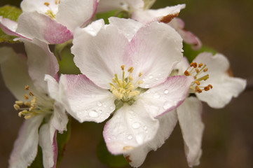 A flower close-up