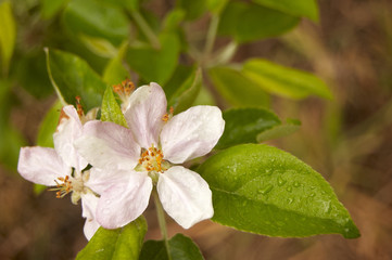 Obraz premium A flower close-up