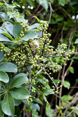 カポックの果実（シェフレラ 、ヤドリフカノキ）