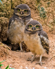 Owl couple