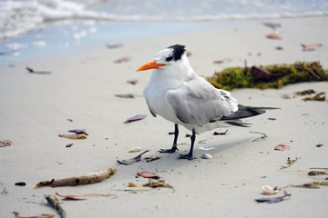 A tern seagull bird with orange beak and tufted black hair on its head on the beach in Florida