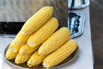 Fresh corn cobs on the metal plate, ready to be cooked or grilled 