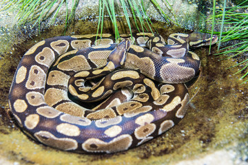 Two python snakes crawled together in a water pond