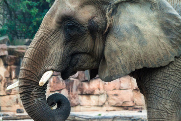 elefant