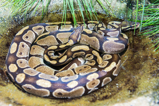 Two python snakes crawled together in a water pond
