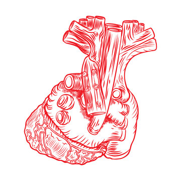 Red anatomical human heart poster concept, place card design, hand drawn flesh tattoo idea. For greeting cards, t-shirts, fashion. Vector