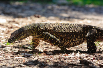 Goanna around the beach in Bribie Island, Brisbane, QLD, Australia