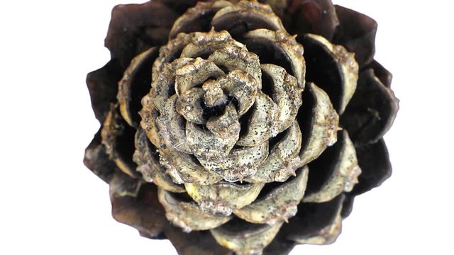 Time-lapse of opening pine cone 14a3w in PNG+ format with ALPHA transparency channel isolated on white background
