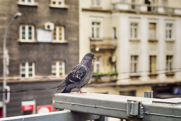Pigeon on the street in Belgrade 