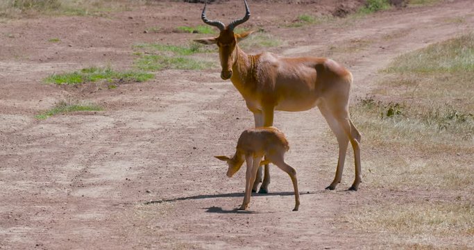 Hartebeest On Track With Foal; Nairobi National Park; Nairobi, Kenya, Africa