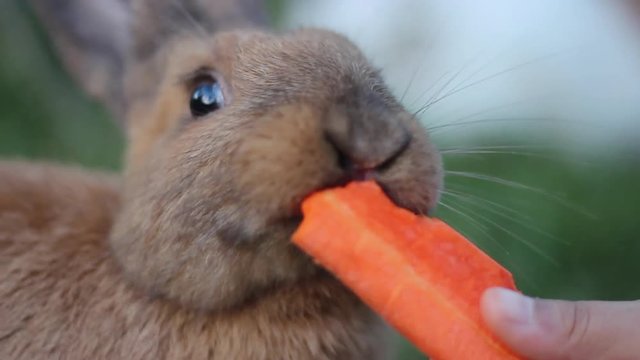 Children hand feeding rabbit with carrot ,soft focus.