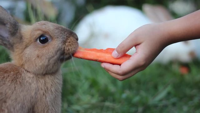 Children hand feeding rabbit with carrot ,soft focus.