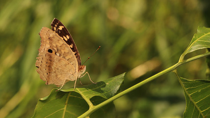 Fototapeta premium Brown butterfly in public park