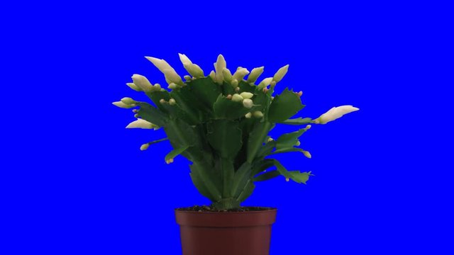 Time-lapse of growing and blooming white Christmas cactus (Schlumbergera) 8x1  in PNG+ format with ALPHA transparency channel isolated on blue chroma key background.
