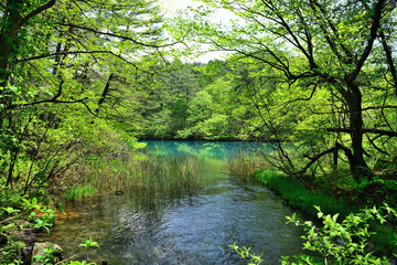 渓流流れ込む毘沙門沼の情景（五色沼）