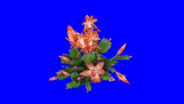 Time-lapse of growing and blooming pink Christmas cactus (Schlumbergera) 6x4  in Digital Cinema Imaging 4K PNG+ format with ALPHA transparency channel isolated on blue chroma key background.
