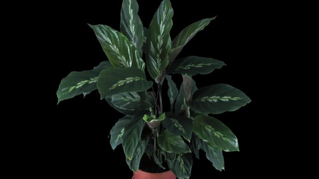 Time-lapse of growing calathea plant 2x1 in PNG+ format with ALPHA transparency channel isolated on black background
