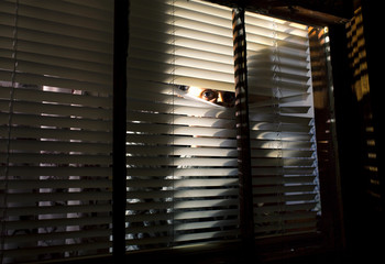 Peering thru the blinds