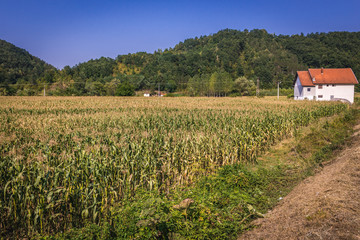 Fototapeta na wymiar Corn field next to the road near Guca, small town in Moravica District of Serbia