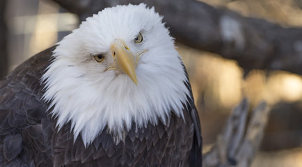 Eagle Portrait