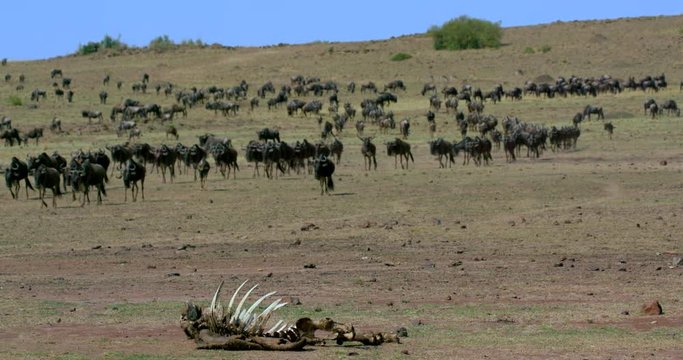 Blue Wildebeest Walking & Dead Carcass; Masai Mara 9th September 16 Am; Maasai Mara, Kenya, Africa